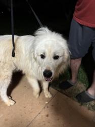 Found/Stray Male Dog last seen Grace chapel rd, Granite Falls, NC 28630