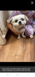 Lost Female Dog last seen Near snapper dr , Burleson, TX 76028