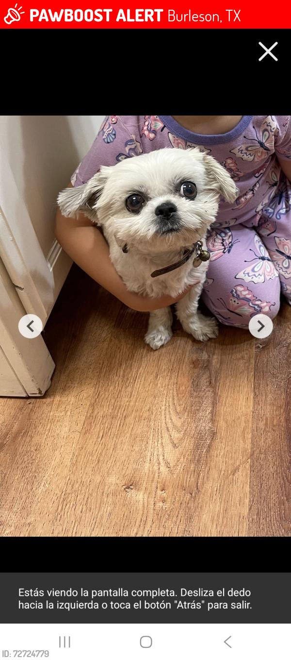Lost Female Dog last seen Near snapper dr , Burleson, TX 76028