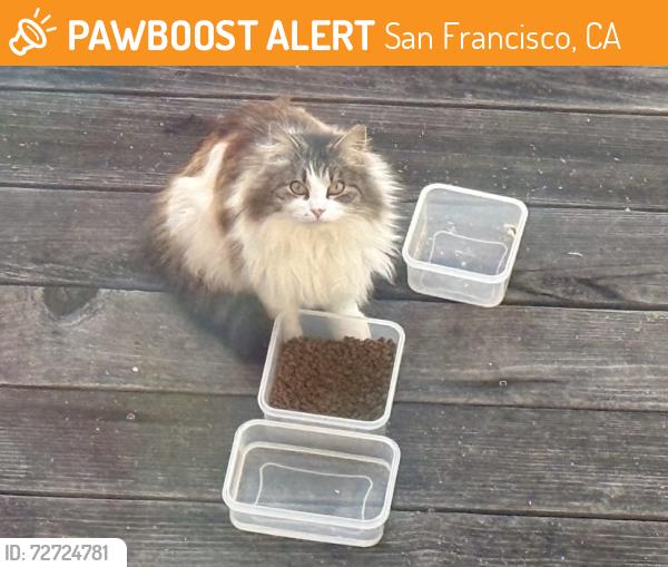 Found/Stray Female Cat last seen Rio Court and Teresita , San Francisco, CA 94127