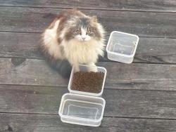 Found/Stray Female Cat last seen Rio Court and Teresita , San Francisco, CA 94127