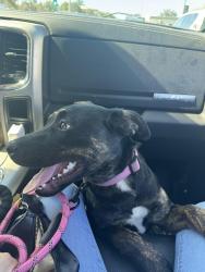 Lost Female Dog last seen South street , Anaheim, CA 92805