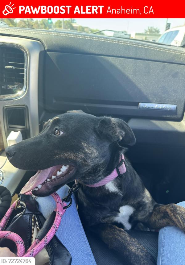 Lost Female Dog last seen South street , Anaheim, CA 92805
