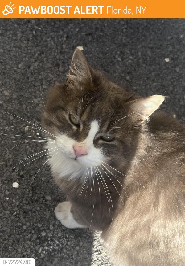 Found/Stray Male Cat last seen Near winding hills drive , Florida, NY 10921