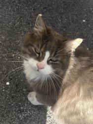 Found/Stray Male Cat last seen Near winding hills drive , Florida, NY 10921