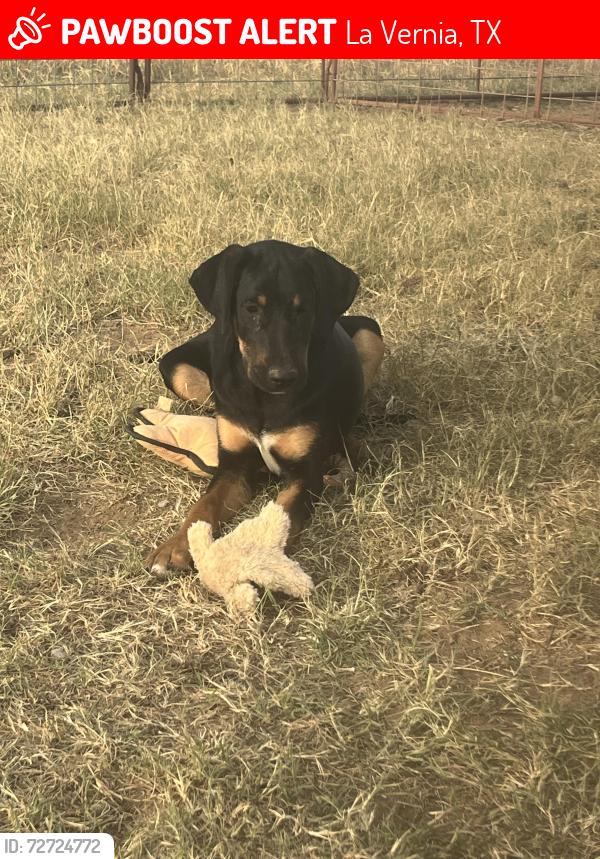 Lost Male Dog last seen Near & 321, La Vernia, TX 78121