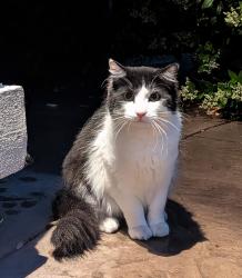 Found/Stray Unknown Cat last seen Near Lone Ridge CT Antelope , Antelope, CA 95843