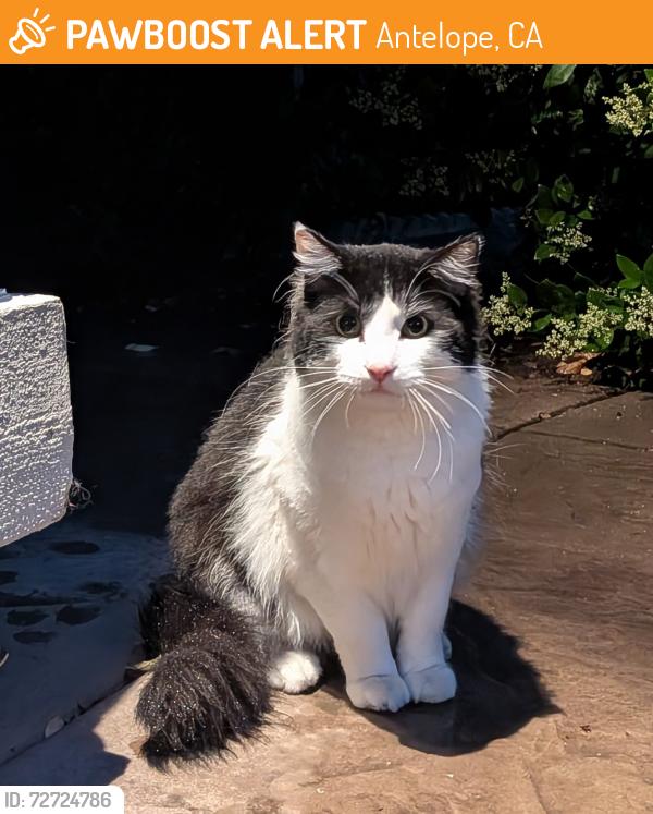 Found/Stray Unknown Cat last seen Near Lone Ridge CT Antelope , Antelope, CA 95843