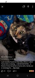 Lost Female Cat last seen LENZ ST, Ambridge, PA 15003