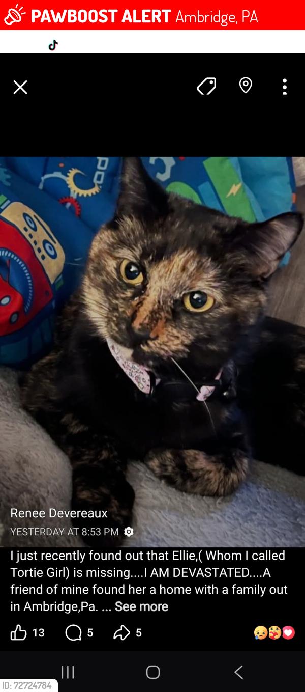 Lost Female Cat last seen LENZ ST, Ambridge, PA 15003
