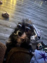 Lost Female Dog last seen Grand ave and broadway , Lake Elsinore, CA 92530