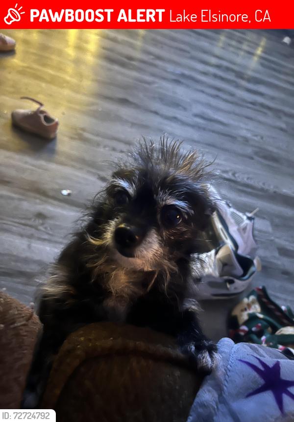 Lost Female Dog last seen Grand ave and broadway , Lake Elsinore, CA 92530
