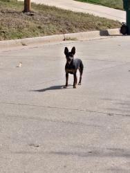 Found/Stray Female Dog last seen Apple way, Edmond, OK 73013