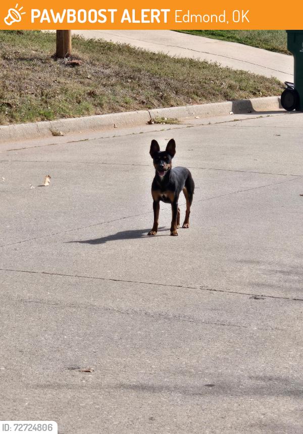 Found/Stray Female Dog last seen Apple way, Edmond, OK 73013