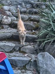 Found/Stray Male Cat last seen 146th and 6th Ave S, Burien, WA 98168
