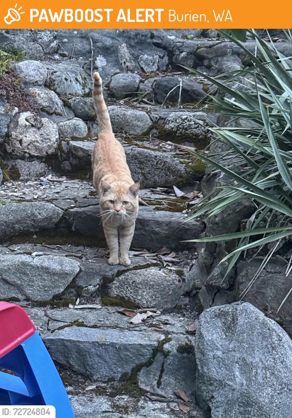 Found/Stray Male Cat last seen 146th and 6th Ave S, Burien, WA 98168