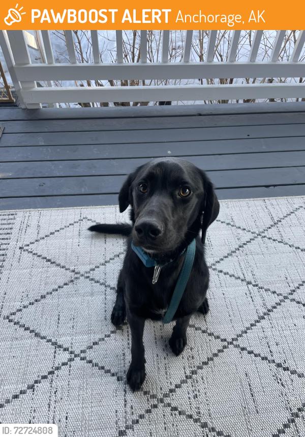 Found/Stray Female Dog last seen Southport & Washington , Anchorage, AK 99515
