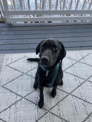 Found/Stray Female Dog last seen Southport & Washington , Anchorage, AK 99515