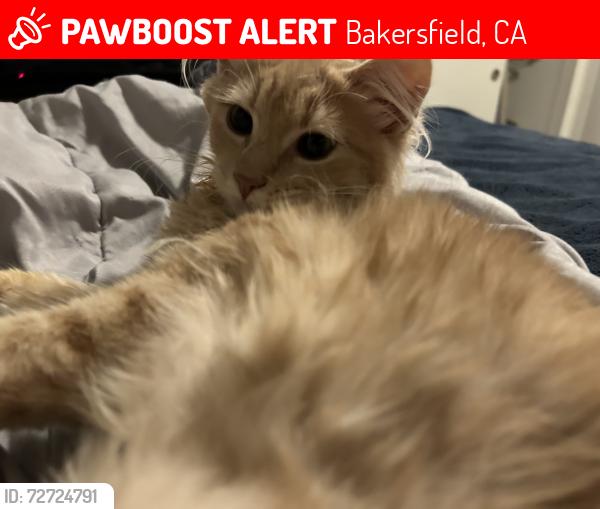 Lost Male Cat last seen Near clyde, Bakersfield, CA 93307