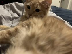 Lost Male Cat last seen Near clyde, Bakersfield, CA 93307
