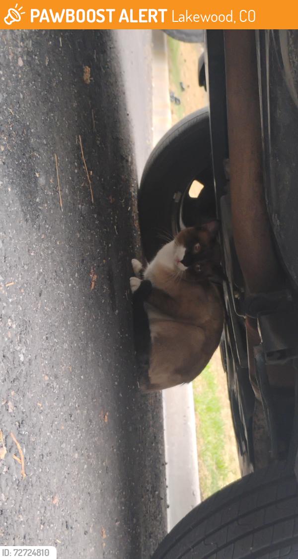 Found/Stray Unknown Cat last seen S field st and coalmine, Lakewood, CO 80226