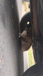 Found/Stray Unknown Cat last seen S field st and coalmine, Lakewood, CO 80226