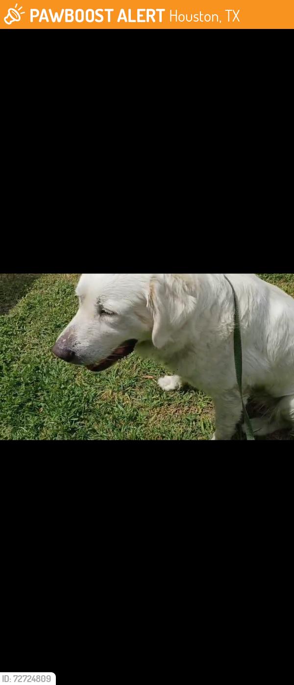 Found/Stray Female Dog last seen Fondren rd and west bellfort, Houston, TX 77035