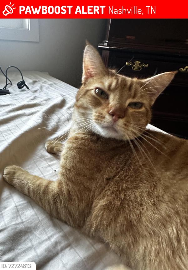 Lost Male Cat last seen Near wildberry ln at Bellevue west , Nashville, TN 37209