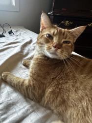 Lost Male Cat last seen Near wildberry ln at Bellevue west , Nashville, TN 37209