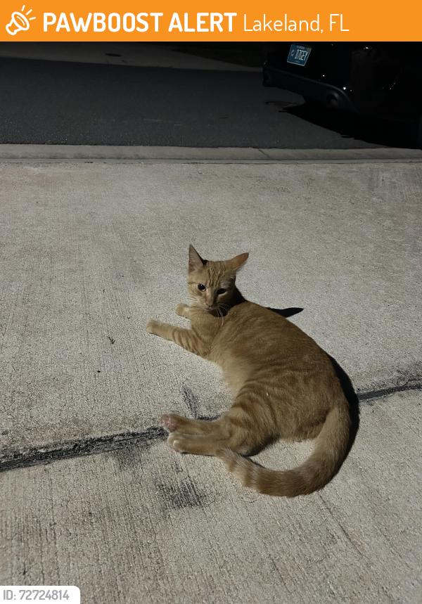 Found/Stray Male Cat last seen Across from Lakeland Linder International Airport, Lakeland, FL 33811