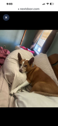 Lost Female Dog last seen Oliphant @ cal bluebonnet/ jefferson, Inniswold, LA 70809