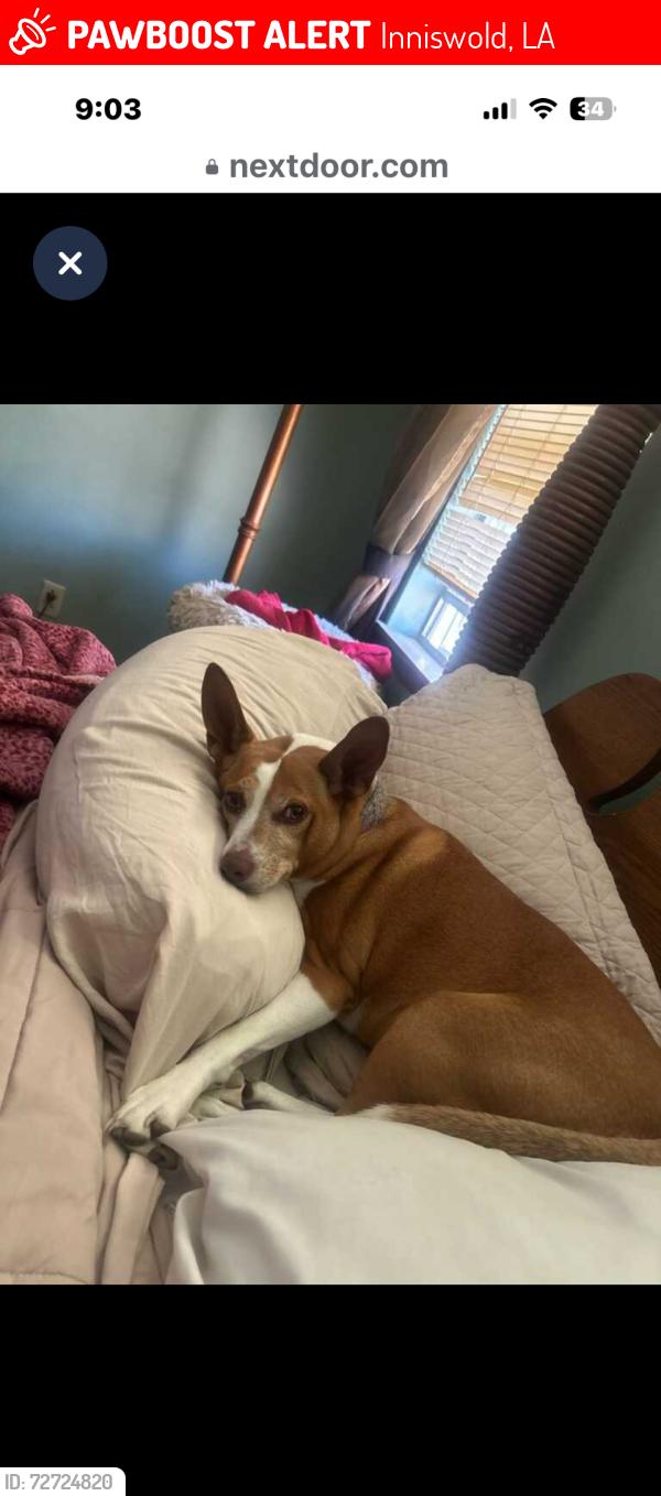 Lost Female Dog last seen Oliphant @ cal bluebonnet/ jefferson, Inniswold, LA 70809