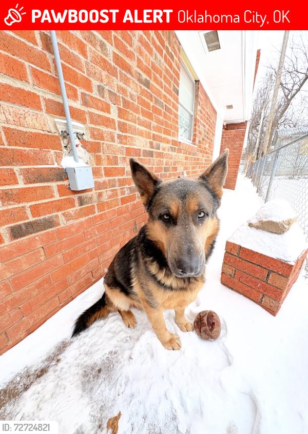 Lost Female Dog last seen Nw anarbol, Oklahoma City, OK 73127