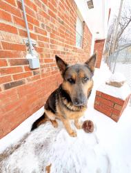 Lost Female Dog last seen Nw anarbol, Oklahoma City, OK 73127