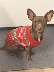 Lost Male Dog last seen Central and coors, Albuquerque, NM 87121