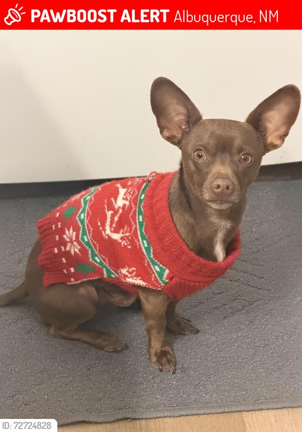 Lost Male Dog last seen Central and coors, Albuquerque, NM 87121