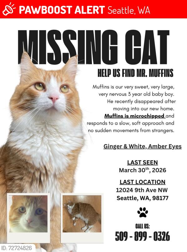 Lost Male Cat last seen Pipers Creek National Area, 9th ave nw and nw 122nd st, Seattle, WA 98177