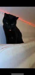 Lost Female Cat last seen She normally doesn’t move from back garden or near the neighbours that was last time she was seen , Greater London, England E13 8RY