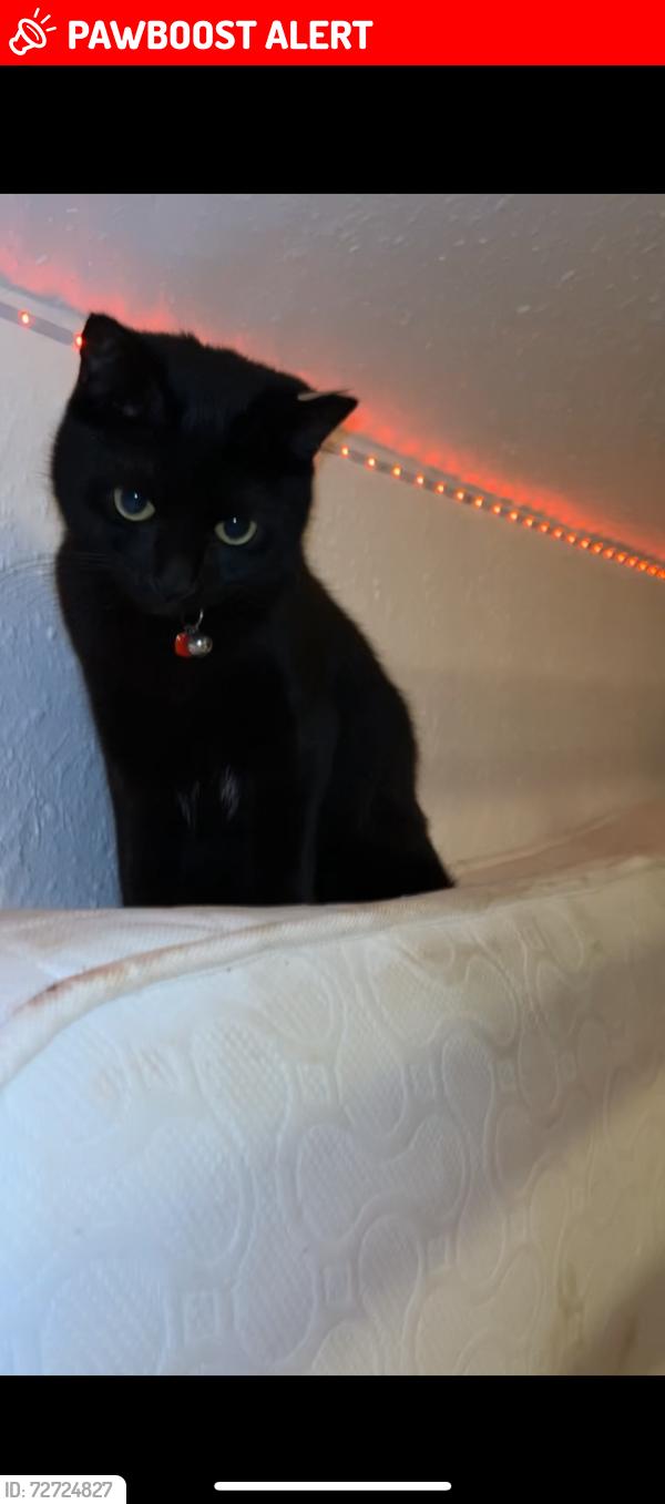 Lost Female Cat last seen She normally doesn’t move from back garden or near the neighbours that was last time she was seen , Greater London, England E13 8RY