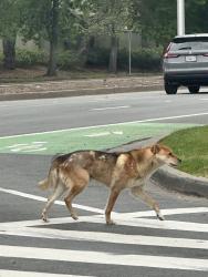 Found/Stray Unknown Dog last seen Thornton & Paseo Padre, Fremont, CA 94536