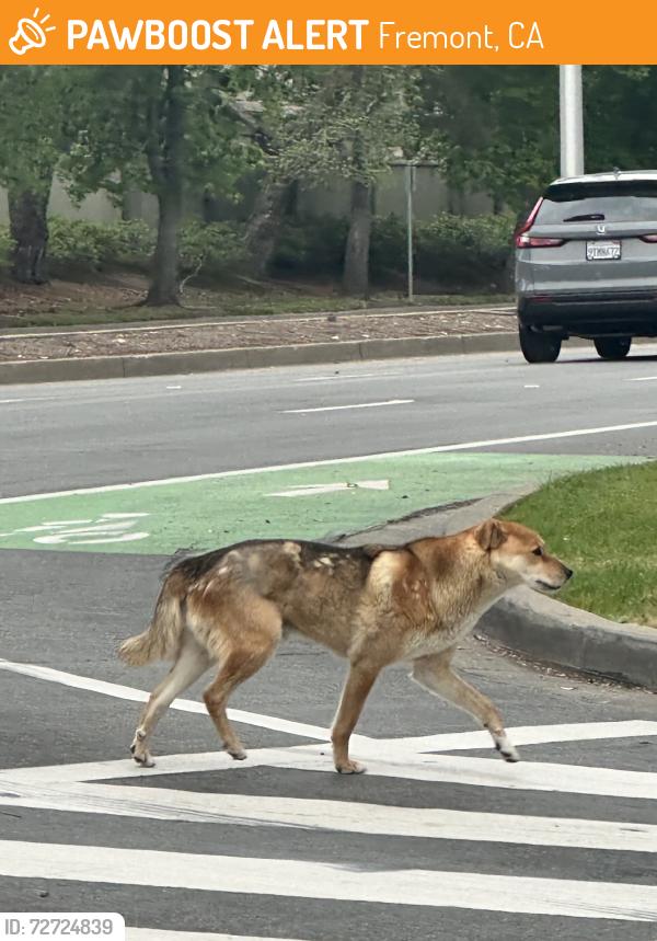 Found/Stray Unknown Dog last seen Thornton & Paseo Padre, Fremont, CA 94536