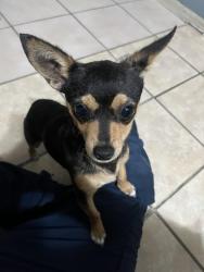Lost Female Dog last seen Camelia Dr, Riverside, CA 92504