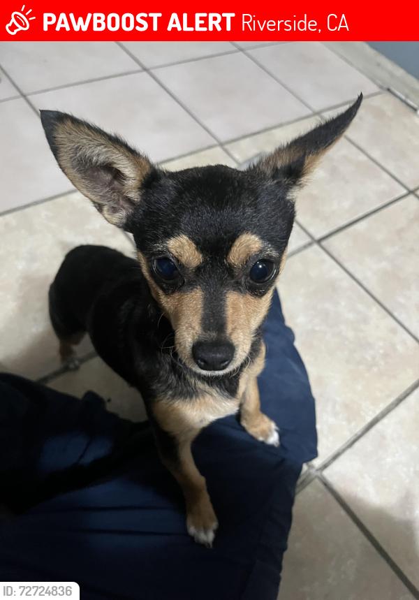 Lost Female Dog last seen Camelia Dr, Riverside, CA 92504