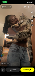 Lost Male Cat last seen twin trees near milton ave, Syracuse, NY 13204