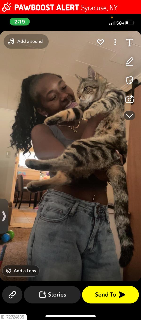 Lost Male Cat last seen twin trees near milton ave, Syracuse, NY 13204