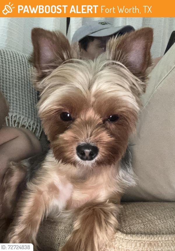 Found/Stray Unknown Dog last seen Near the crossing of Westfield Ave and South Ridge Terrace, Fort Worth, TX 76133