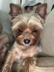 Found/Stray Unknown Dog last seen Near the crossing of Westfield Ave and South Ridge Terrace, Fort Worth, TX 76133