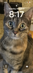 Lost Female Cat last seen Near Labarre Drive North Windham, CT, Windham, CT 06256