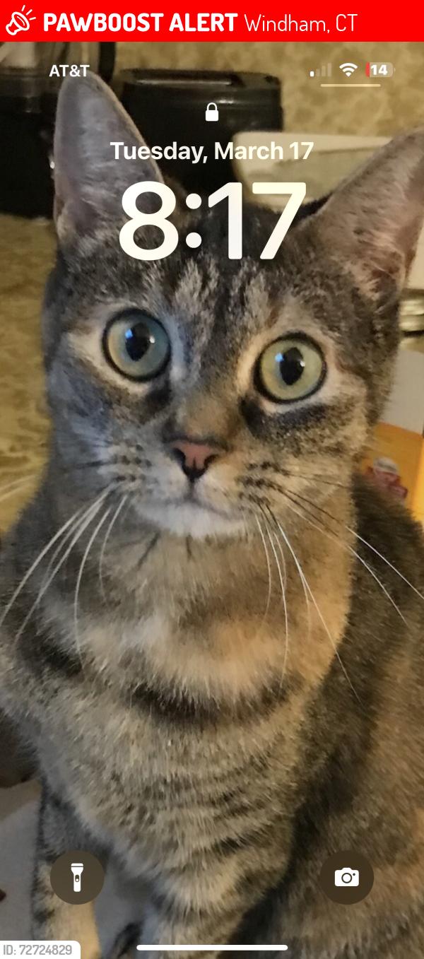 Lost Female Cat last seen Near Labarre Drive North Windham, CT, Windham, CT 06256