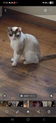 Lost Male Cat last seen Blueridge cutoff and 57th st 64129, Kansas City, MO 64129